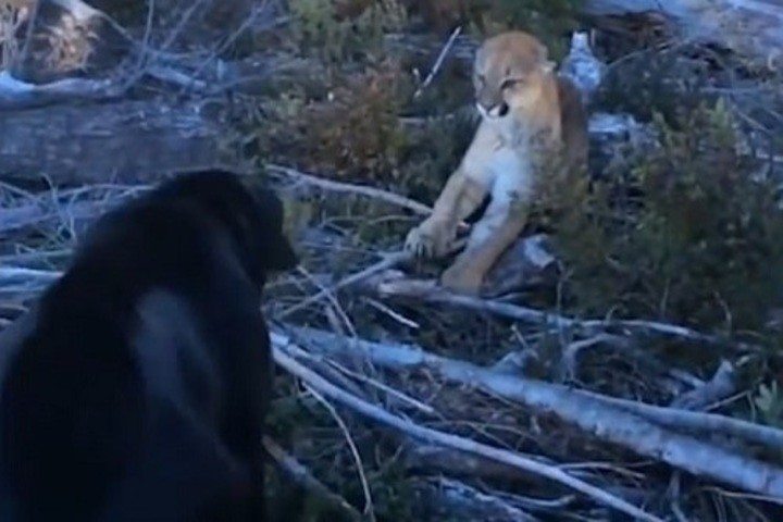 Chó dũng cảm đối đầu báo sư tử để bảo vệ chủ