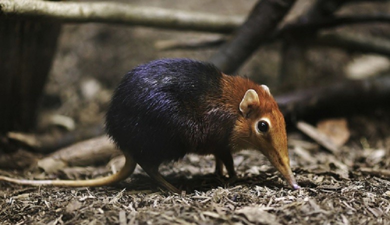 Loài chuột chù có chiếc mũi được ví như vòi voi