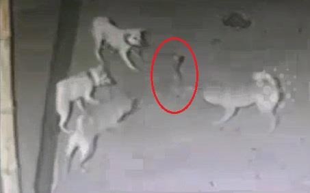 Đàn chó liều chết hiệp lực tấn công rắn hổ mang để bảo vệ chủ