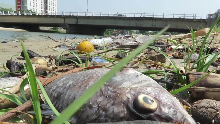 Cá chết dọc tuyến kênh Phú Lộc, Đà Nẵng