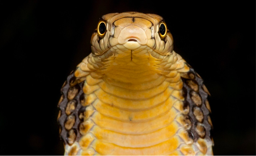 Mỗi năm Ấn Độ có khoảng 58.000 vụ rắn cắn người