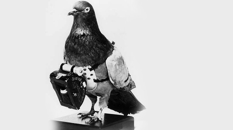 Chim bồ câu tình báo được gắn máy ảnh trong thời kỳ chiến tranh thế giới II. Ảnh: Wired.com