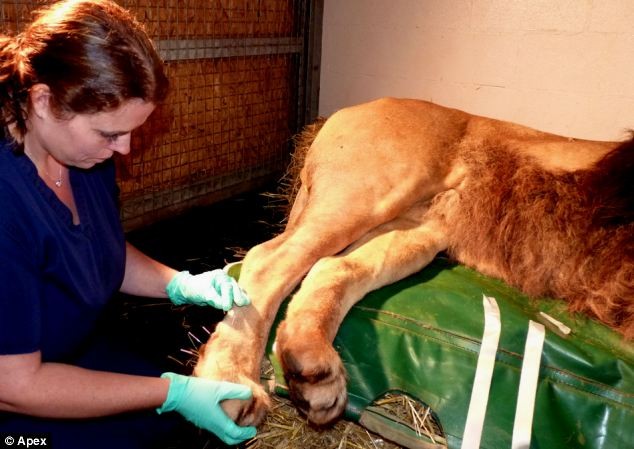 Các bác sĩ sở thú Paignton đang châm cứu cho con sư tử.