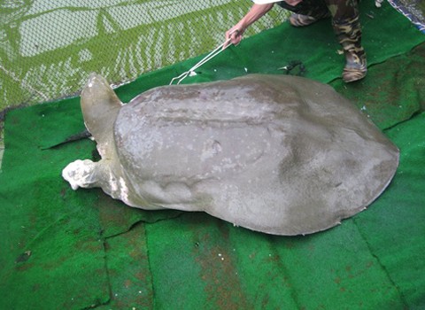 Rùa hồ Gươm trong lần chữa trị vào năm 2011. Ảnh: Vnexpress