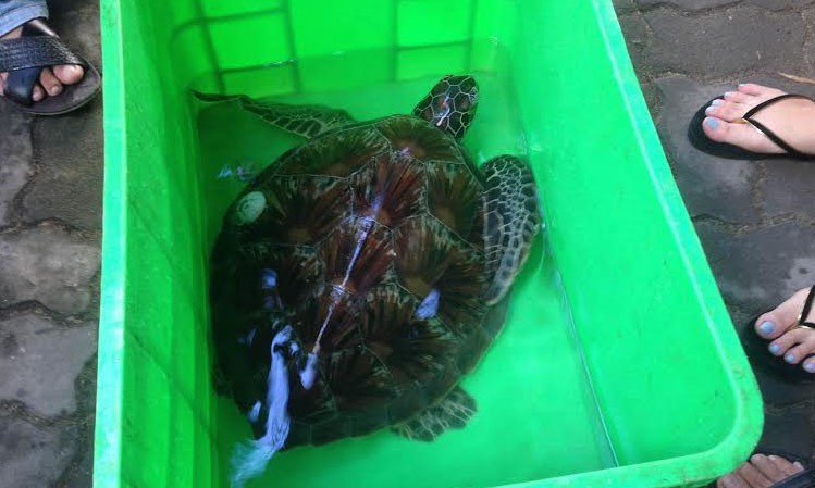 Cá thể rùa biển được đem thả về môi trường tự nhiên. Ảnh: Sở NN&PTNT. 