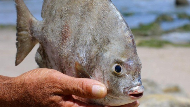 Loài cá ăn tinh hoàn Nam Mỹ đã xuất hiện ở nước Nga