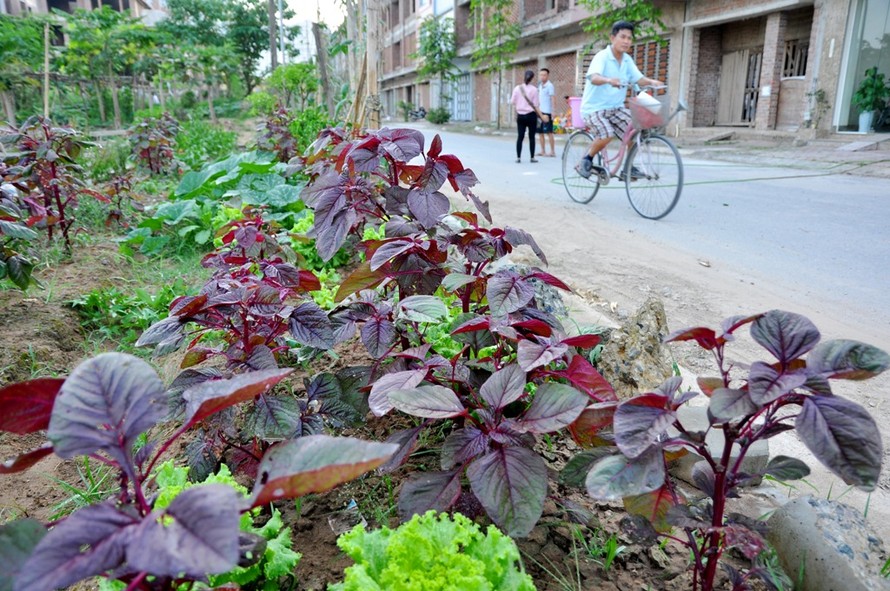Trước những thông tin về thực phẩm bẩn trên thị trường, nhiều gia đình ở Hà Nội đã tìm cách “tự cung, tự cấp” thực phẩm cho bữa ăn gia đình. Ở khu đô thị Tân Triều (Hà Đông) người dân còn tận dụng cả vỉa hè để trồng rau "sạch"