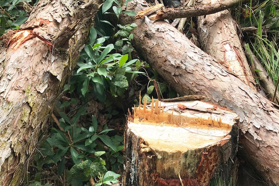 Một vụ phá rừng ở Lâm Hà