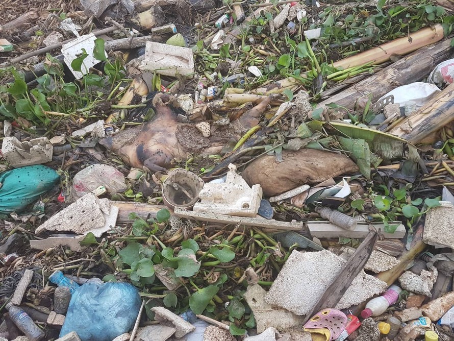 Phát hiện hàng trăm xác lợn chết trôi sông ở Hải Phòng 
