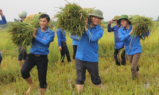 ĐVTN giúp dân thu hoạch lúa ở xã Tương Sơn, Thạch Hà.