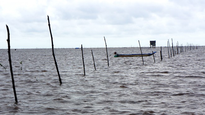 Bãi nghêu tự nhiên ven biển Mũi Cà Mau bị bao ví nuôi nghêu, gây bức xúc dân nghèo.