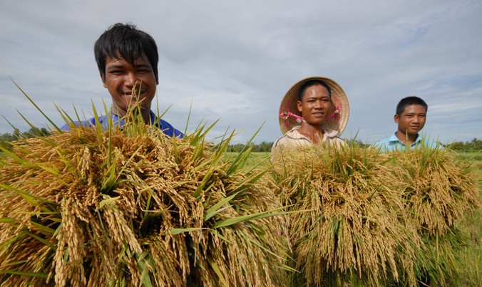Các chuyên gia cho rằng, phải tổ chức lại sản xuất ngành lúa gạo bài bản và theo thị trường. Ảnh: Phương Chăm