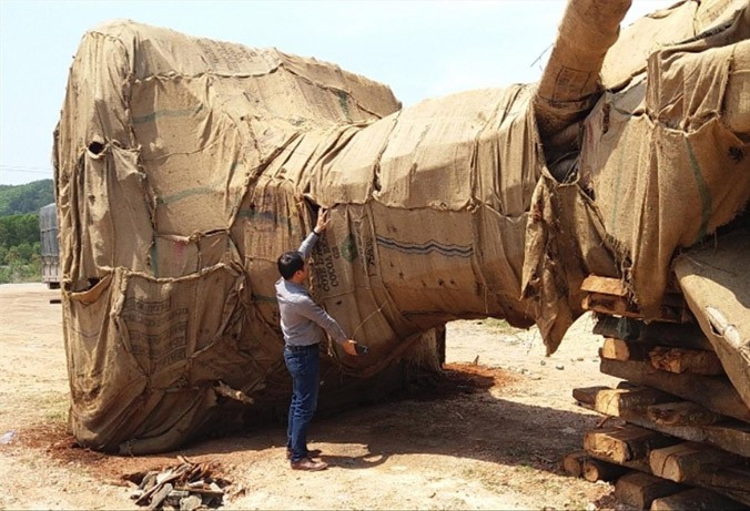 Các cây cổ thụ “khủng” bị tạm giữ tại TT-Huế hiện được công an điều tra nguồn gốc, tính pháp lý về khai thác, vận chuyển.