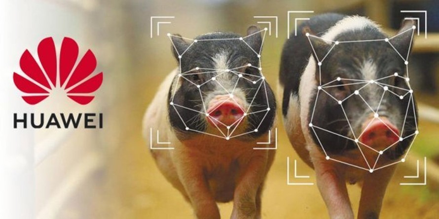 Huawei sẽ sử dụng công nghệ cao vào chăn nuôi lợn 