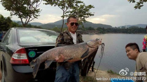 Con cá trắm cỏ dài khoảng 1,2 m và nặng hơn 23 kg. Ảnh: Weibo