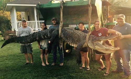 Con cá sấu dài 4 m bị nhóm thợ săn của Tiffany Wienke bắt gọn. Ảnh: Facebook.