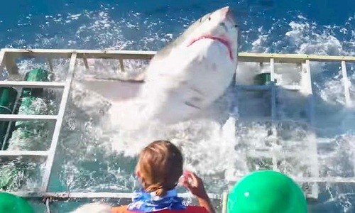 Khoảnh khắc con cá mập trắng dài 4m lao khỏi lồng. Ảnh: YouTube.