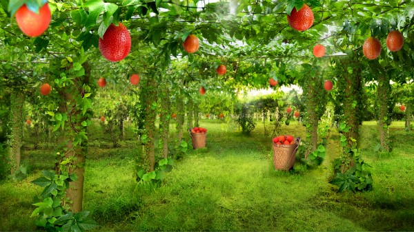Nông trại dược liệu 250ha trồng gấc ở tỉnh Nghệ An.