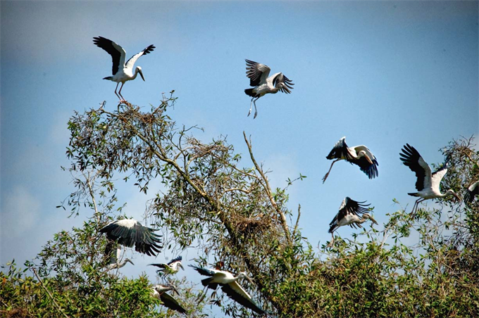 Chim cò Ốc được bảo vệ đặc biệt ở Trà Sư (nguồn ảnh: Internet)