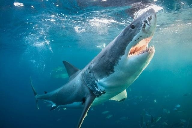 Cá mập - "sát thủ của biển cả" - đã gây ra nhiều vụ tấn công khiếp sợ đối với con người.