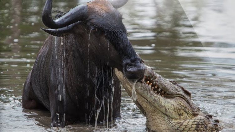 Pha săn mồi hỏng ăn đến khó tin của cá sấu