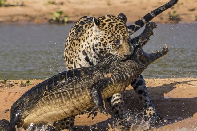 4 pha săn cá sấu tuyệt đỉnh của loài báo