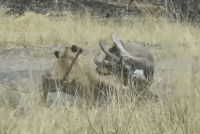 VIDEO: Màn giao chiến ác liệt giữa linh dương với sư tử