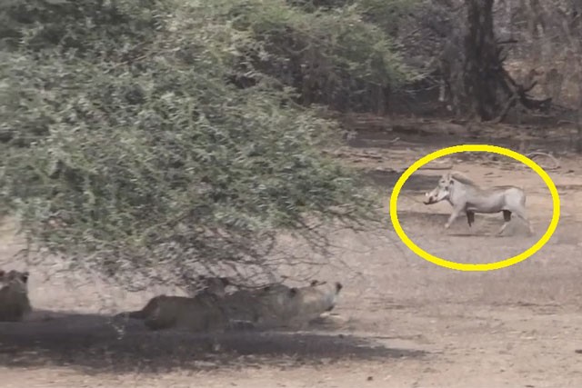 VIDEO: Lợn rừng cả gan ‘trêu ngươi’ 5 con sư tử