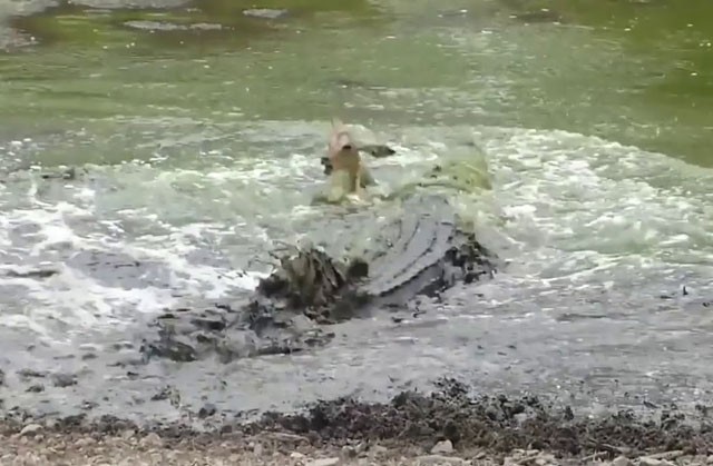 VIDEO: Cá sấu săn linh dương trong ‘một nốt nhạc’