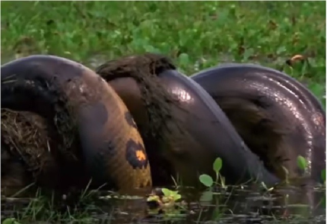 Trăn anaconda khổng lồ nuốt chửng chuột lang