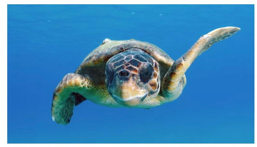 Rùa đầu to đã thực hiện hành trình hơn 14.500 km để tới Thái Bình Dương, loài dễ tổn thương cần bảo tồn.