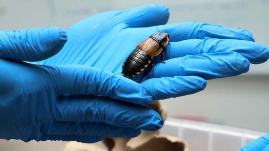 Một con gián được tìm thấy trong hành lý ký gửi của hai du khách Đức tại sân bay quốc tế El Dorado, Colombia.