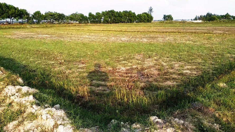 Không còn cây trồng nào sống sót trên những diện tích đất lúa rộng lớn ven đầm phá ở huyện Phú Vang.