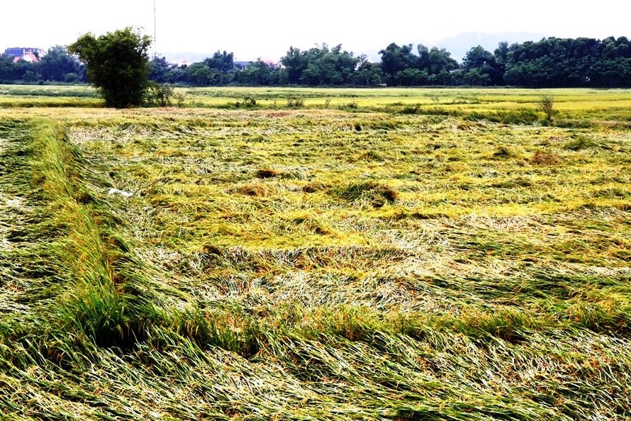 Đợt mưa lớn nhất kể từ đầu năm 2020 đã làm hàng nghìn hecta lúa tại TT-Huế thiệt hại.