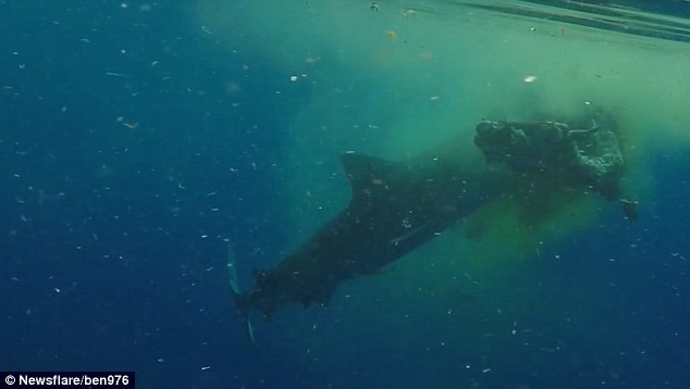Khoảnh khắc cá mập hổ 'xơi' thịt... bò giữa Ấn Độ Dương