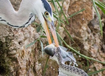 Chim diệc đói mồi cướp cá của rắn