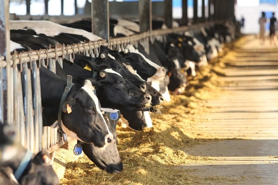 Việt Nam đặt kế hoạch tăng tổng đàn bò sữa 500 nghìn con vào năm 2020. 