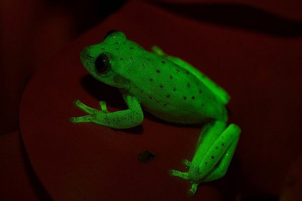 Loài ếch huỳnh quang đầu tiên trên thế giới mới được phát hiện ở Argentina và Brazil