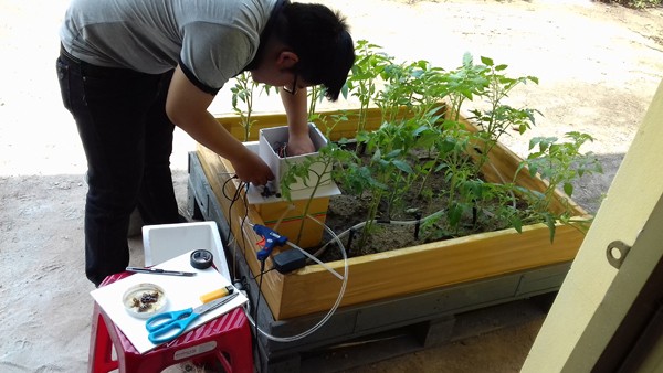Hệ thống tưới thông minh của sinh viên ngành Kỹ thuật xây dựng công trình thủy áp dụng thành công cho cây cà chua, mang lại năng suất cao, tiết kiệm thời gian và công chăm sóc