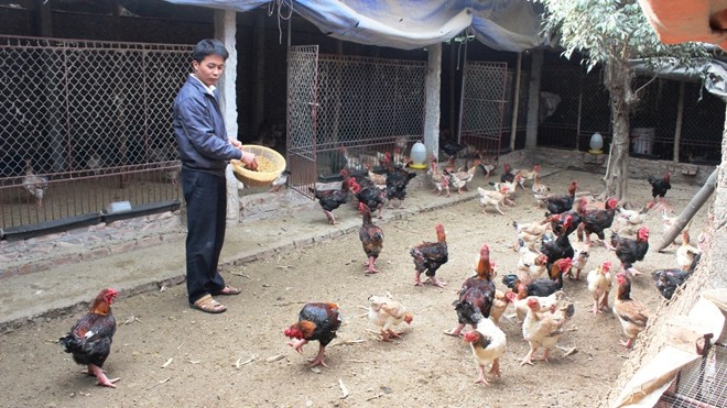Trang trại gà của anh Lê Quang Thắng ở xóm Đoàn Kết, xã Đông Tảo