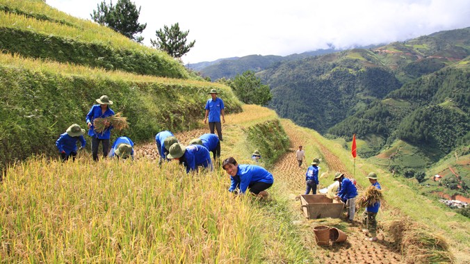 Thanh niên tình nguyện giúp bà con huyện Mù Cang Chải (Yên Bái) thu hoạch lúa. Ảnh: Trường Phong
