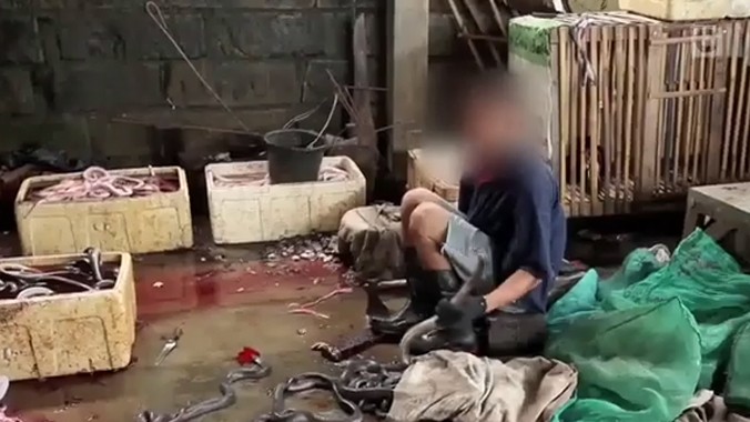 Cận cảnh lò mổ rắn rùng rợn ở Indonesia