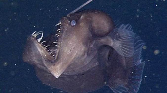 Con cá vẩy chân được tìm thấy. Nguồn: Viện nghiên cứu Monterey Bay Aquarium.