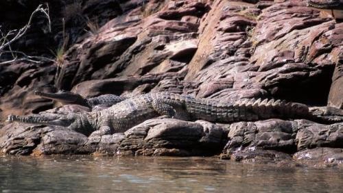 Australia là nơi sinh sống của cả hai loài cá sấu nước ngọt và nước mặn. Ảnh: News.