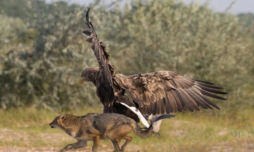 Khi chó rừng đói mồi toan vồ con chim nhỏ sợ hãi, đại bàng sà xuống chặn ngay trước mặt nó với vẻ giận dữ, buộc chó rừng phải bỏ đi.