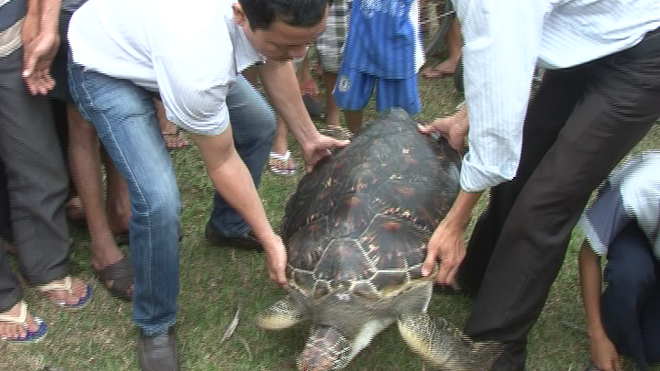 Bản tin 20H: Phát hiện rùa biển quý hiếm nặng 33kg