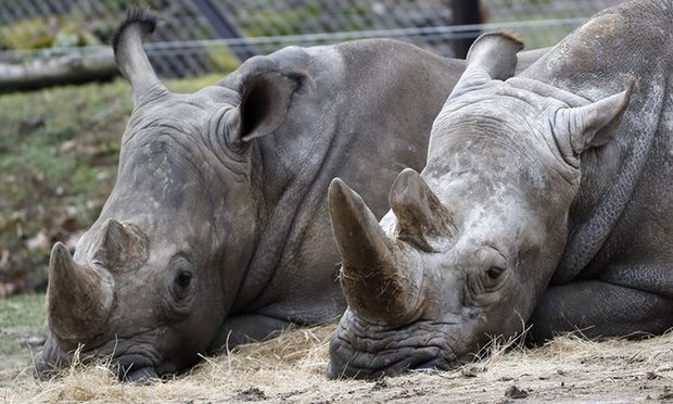 Tê giác tại vườn thú Dvur Kralove. Ảnh: AFP