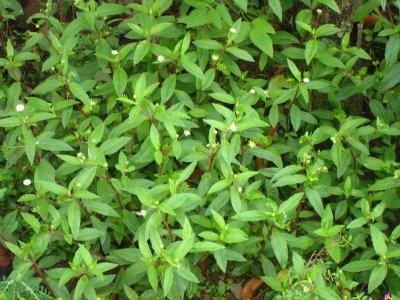 Cỏ nhọ nồi trị bệnh khạc ra máu