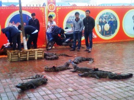 Xẻ thịt cá sấu, bày bán ngay trên hè đường