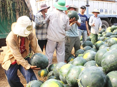 Thương lái Trung Quốc ép giá dưa hấu miền Trung